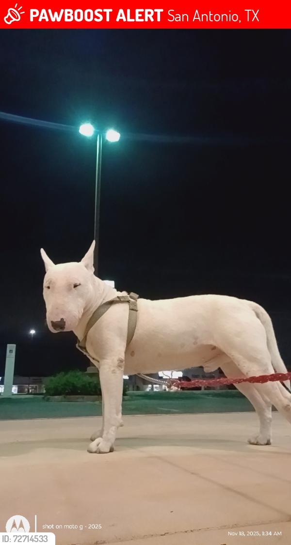 Lost Male Dog last seen Ex buy, San Antonio, TX 78233