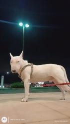 Lost Male Dog last seen Ex buy, San Antonio, TX 78233