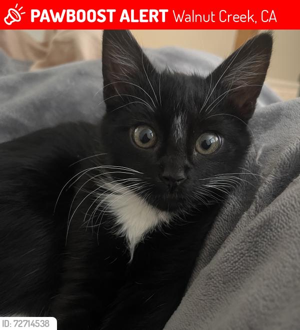 Lost Female Cat last seen Bancroft & Yagnacio, Walnut Creek, CA 94598