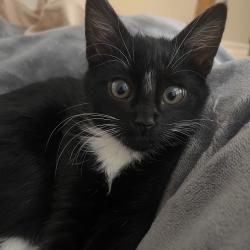 Lost Female Cat last seen Bancroft & Yagnacio, Walnut Creek, CA 94598