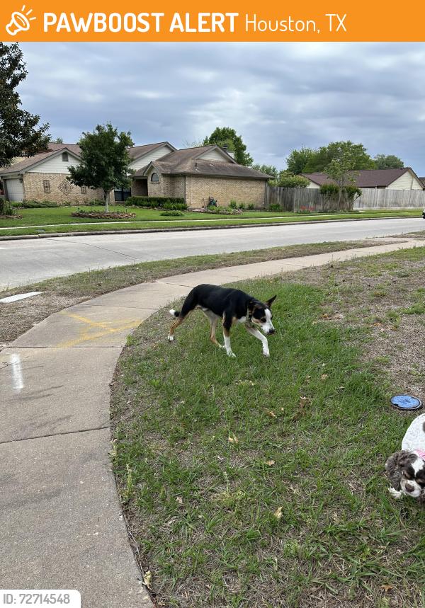 Found/Stray Male Dog last seen Emmott elementary , Houston, TX 77065