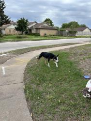 Found/Stray Male Dog last seen Stableway and paddock, Houston, TX 77065