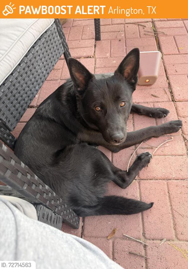 Found/Stray Male Dog last seen Valley spring , Arlington, TX 76018