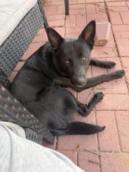 Found/Stray Male Dog last seen Valley spring , Arlington, TX 76018