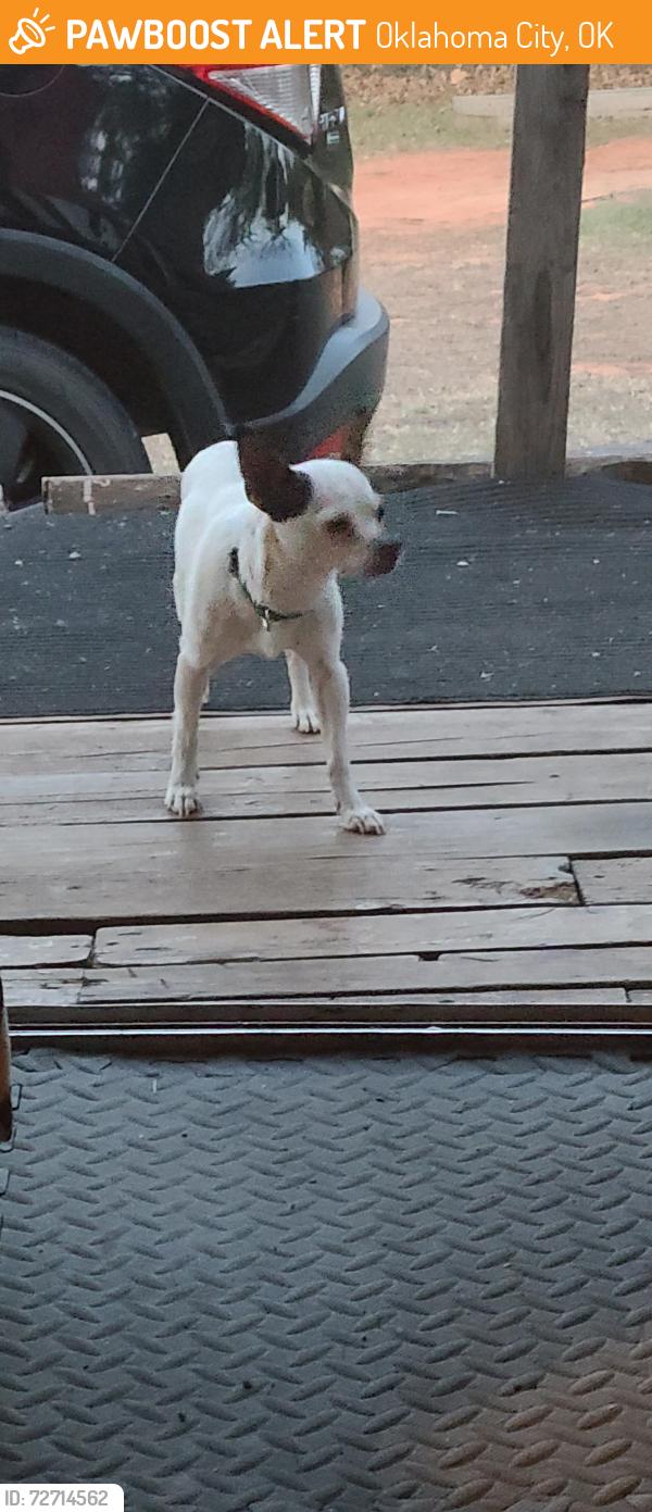 Found/Stray Male Dog last seen SE 89TH and Hiwassee , Oklahoma City, OK 73150