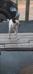 Found/Stray Male Dog last seen SE 89TH and Hiwassee , Oklahoma City, OK 73150