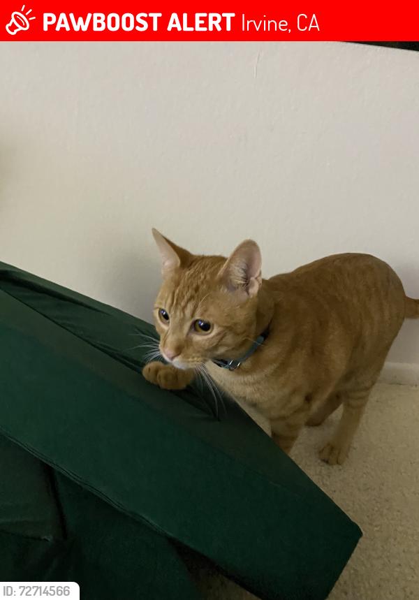 Lost Male Cat last seen university dr and ridgeline dr, Irvine, CA 92612