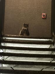 Found/Stray Unknown Cat last seen In apparent complex , Las Vegas, NV 89183