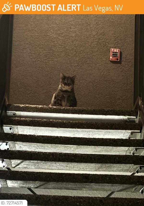 Found/Stray Unknown Cat last seen In apparent complex , Las Vegas, NV 89183