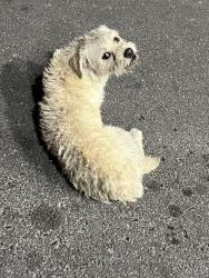 Found/Stray Unknown Dog last seen Las Vegas Blvd. and lamb, Las Vegas, NV 89115