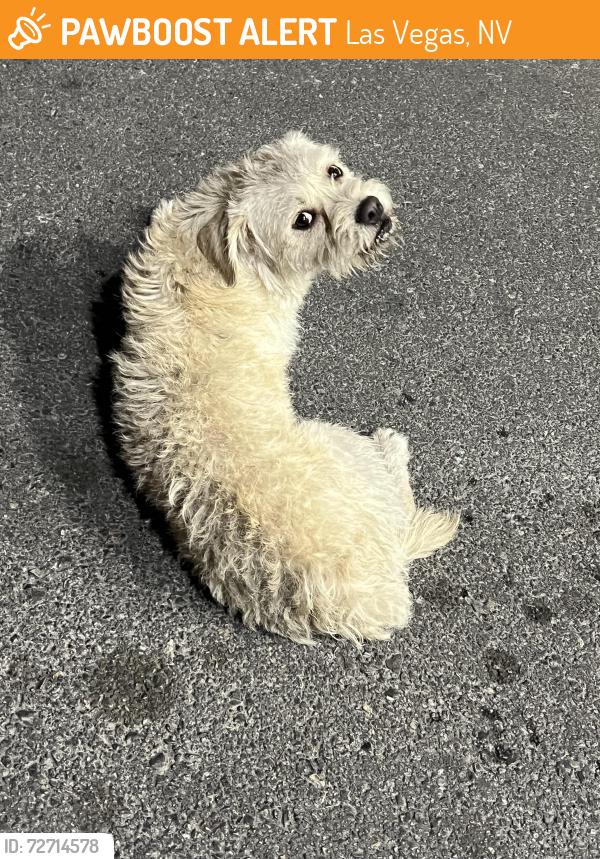 Found/Stray Unknown Dog last seen Las Vegas Blvd. and lamb, Las Vegas, NV 89115