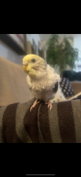 Lost Male Bird last seen Baldwin and Mira Monte, Sierra Madre, CA 91024
