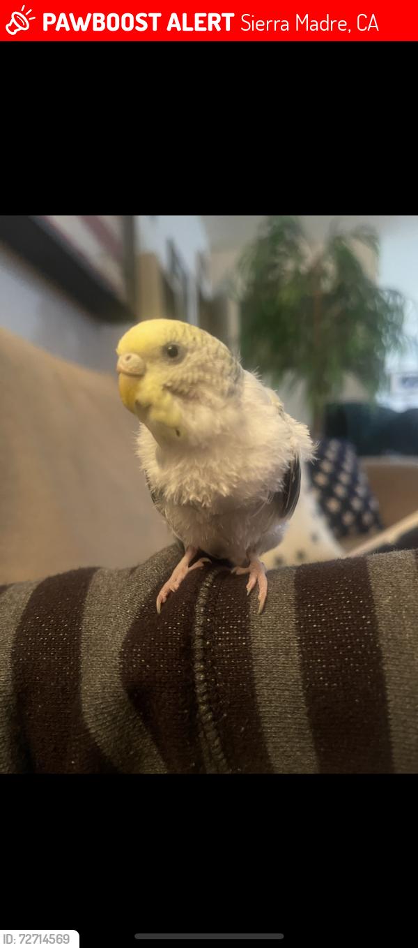 Lost Male Bird last seen Baldwin and Mira Monte, Sierra Madre, CA 91024