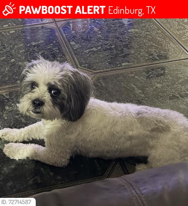 Lost Male Dog last seen Canton, Los Lagos, Edinburg, TX 78542