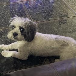 Lost Male Dog last seen Canton, Los Lagos, Edinburg, TX 78542