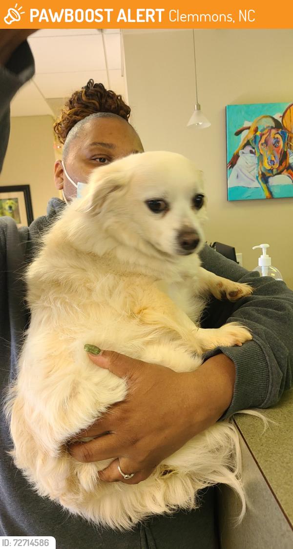 Found/Stray Unknown Dog last seen Kinnamon rf, Clemmons, NC 27127