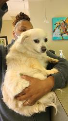 Found/Stray Unknown Dog last seen Kinnamon rf, Clemmons, NC 27127