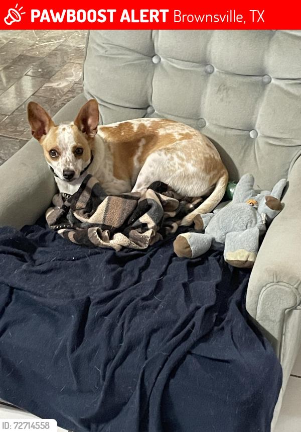 Lost Female Dog last seen Near block of Zamora Drive Brownsville Country Club, Brownsville, TX 78526