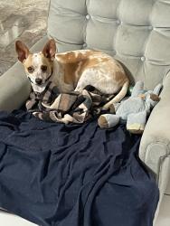 Lost Female Dog last seen Near block of Zamora Drive Brownsville Country Club, Brownsville, TX 78526