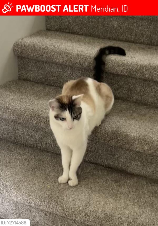 Lost Female Cat last seen McMillan and McDermott , Meridian, ID 83646