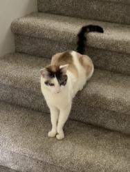 Lost Female Cat last seen McMillan and McDermott , Meridian, ID 83646