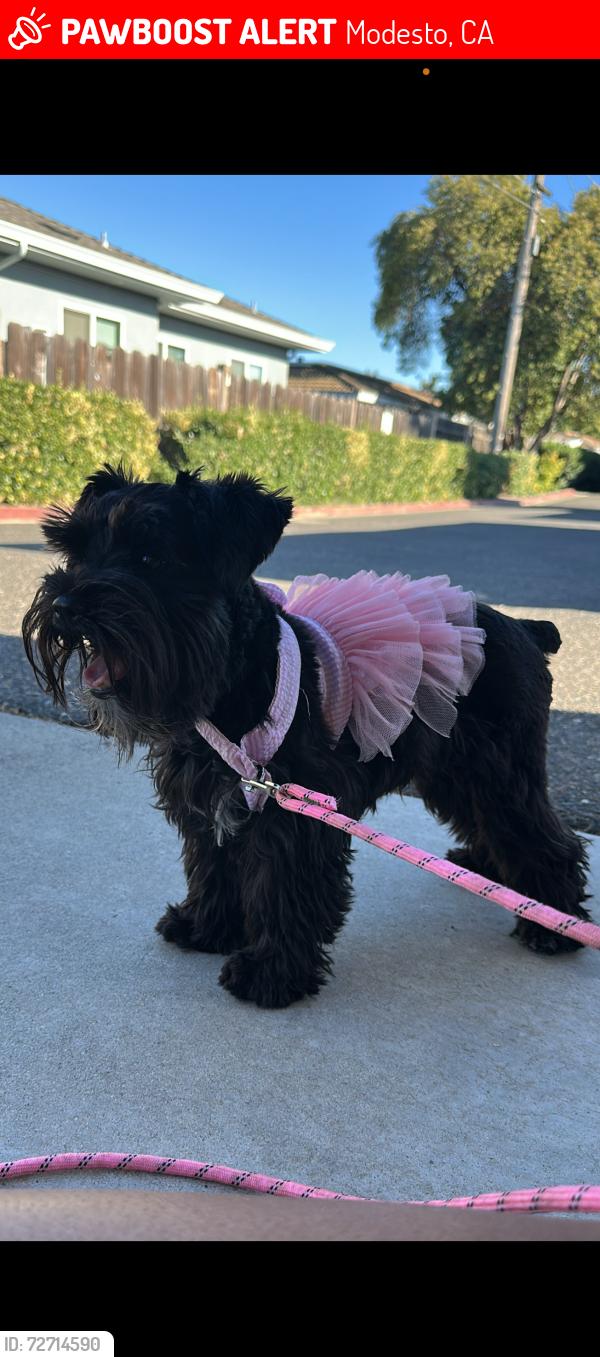 Lost Female Dog last seen near briggsmore and mchenry, Modesto, CA 95350
