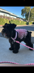Lost Female Dog last seen near briggsmore and mchenry, Modesto, CA 95350