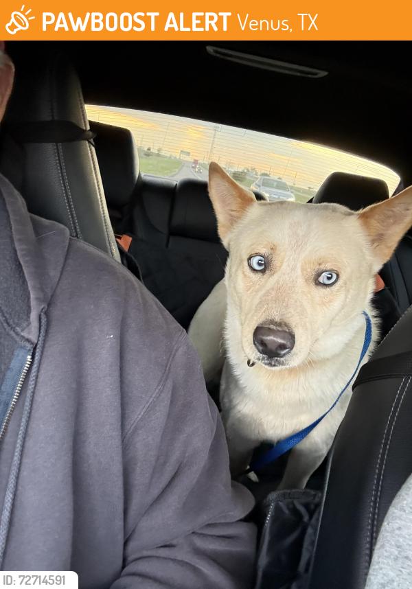 Found/Stray Male Dog last seen Near And country road 213 , Venus, TX 76084