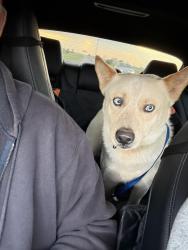 Found/Stray Male Dog last seen Near And country road 213 , Venus, TX 76084