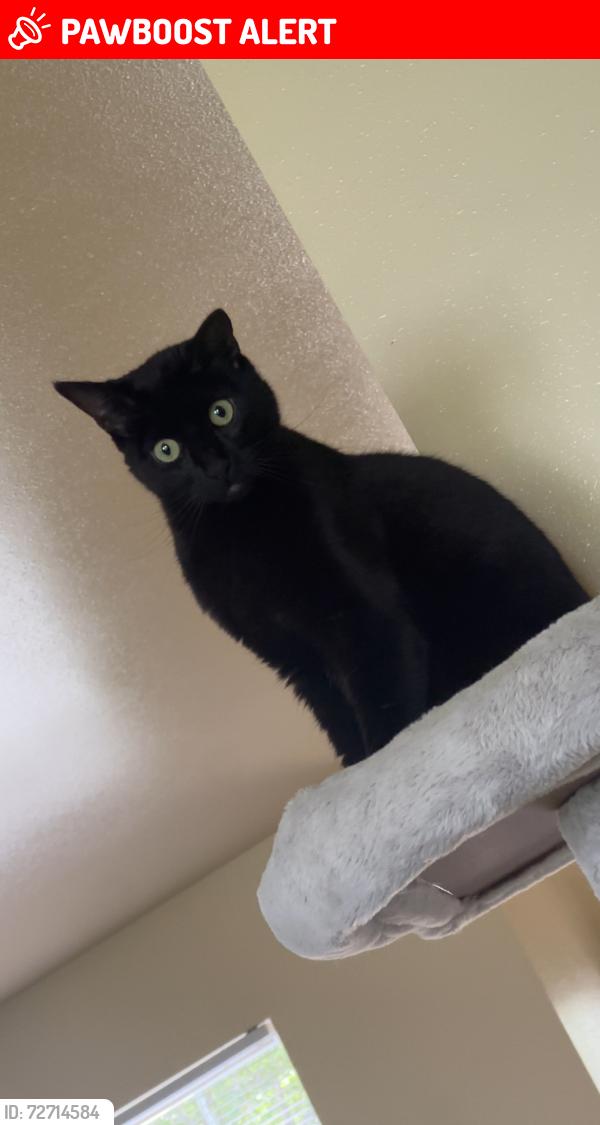Lost Male Cat last seen Patriots Landing , Scott Air Force Base, IL 62225