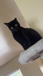 Lost Male Cat last seen Patriots Landing , Scott Air Force Base, IL 62225