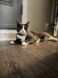 Lost Male Cat last seen Dalton drive , Calgary, AB T3A