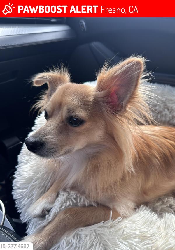 Lost Male Dog last seen Nees and Blackstone , Fresno, CA 93711