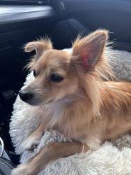 Lost Male Dog last seen Nees and Blackstone , Fresno, CA 93711