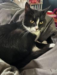 Lost Male Cat last seen Friendlys food mart, Woodbine, KY 40701