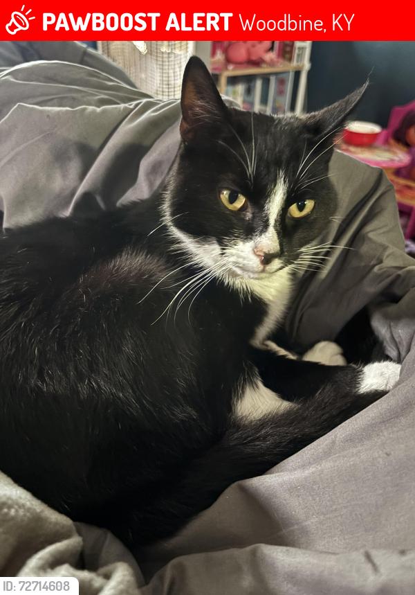 Lost Male Cat last seen Friendlys food mart, Woodbine, KY 40701