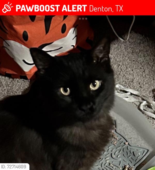 Lost Male Cat last seen Woodland Street, Denton, TX 76201