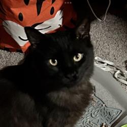 Lost Male Cat last seen Woodland Street, Denton, TX 76201