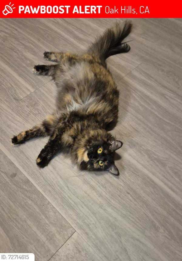 Lost Female Cat last seen Oakville market, Oak Hills, CA 92344