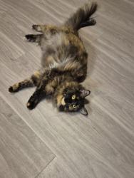 Lost Female Cat last seen Oakville market, Oak Hills, CA 92344