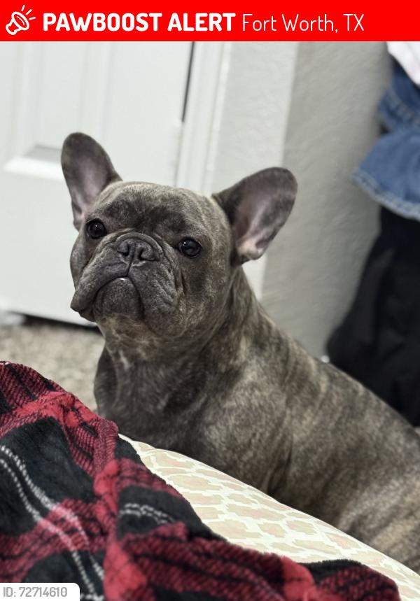 Lost Female Dog last seen Glen garden and Mitc BLVD, Fort Worth, TX 76119