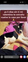 Lost Female Dog last seen Van brunt Blv, Kansas City, MO 64127