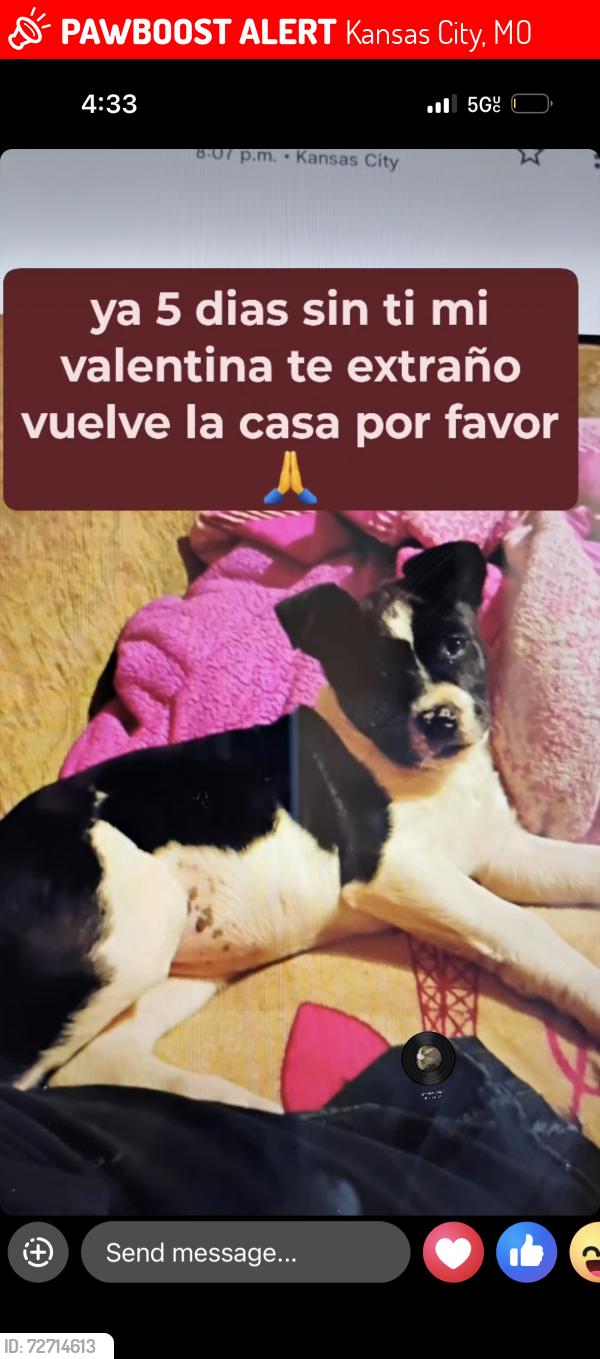 Lost Female Dog last seen Van brunt Blv, Kansas City, MO 64127