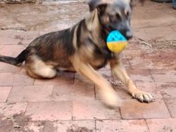 Lost Female Dog last seen Av. Del Sol, Cuautitlán Izcalli, Méx. 54730