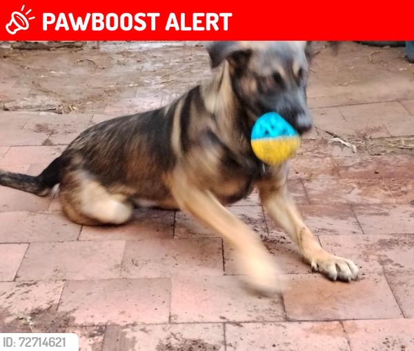 Lost Female Dog last seen Av. Del Sol, Cuautitlán Izcalli, Méx. 54730