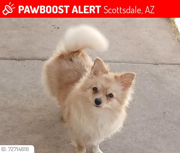 Lost Female Dog last seen Granite Reef Road and Coronado Rd north of McDowell Rd, Scottsdale, AZ 85257
