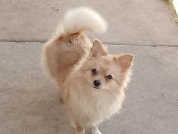 Lost Female Dog last seen Granite Reef Road and Coronado Rd north of McDowell Rd, Scottsdale, AZ 85257