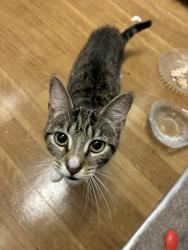 Found/Stray Unknown Cat last seen by parking lot on foreside across from city view , Pittsburgh, PA 15219