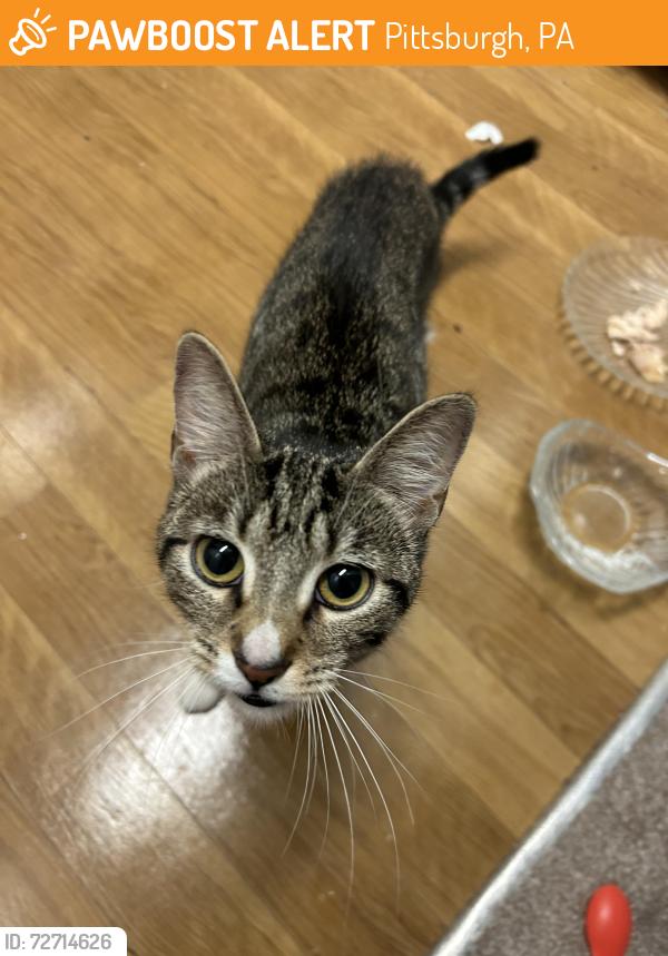 Found/Stray Unknown Cat last seen by parking lot on foreside across from city view , Pittsburgh, PA 15219