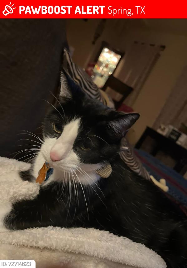 Lost Male Cat last seen son Park and Wild Bird Dr. 77373, Spring, TX 77373